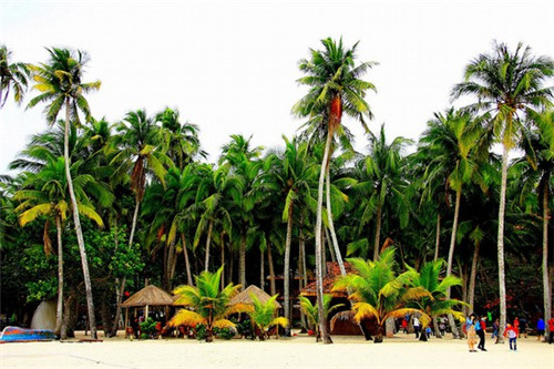 小黑唇茶油炒饭