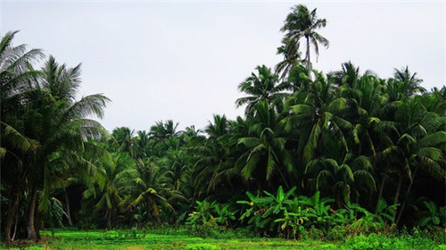 撒网老坛酸菜鱼